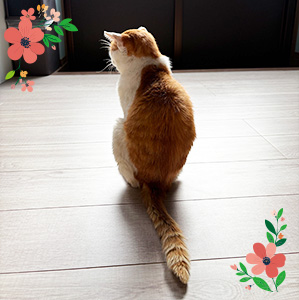 保護猫