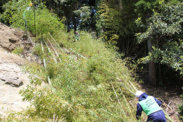 福島ボランティア　竹の伐採